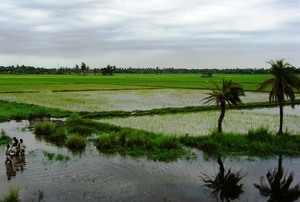 A particularly fertile bit of land in East Godavari District