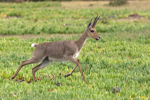 grey-rhebok